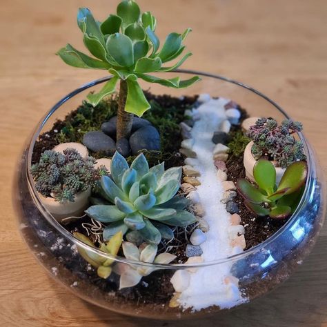 Succulent Glass Terrarium Zen Garden Mini, Desert Terrarium, Succulents In Glass, Plant In Glass, Terrarium Centerpiece, Succulent Ideas, Succulent Bowls, Succulent Display, Liquor Bottle Crafts