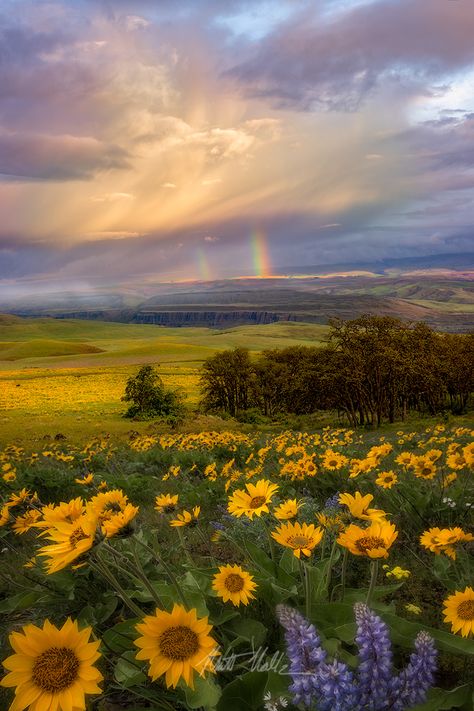 Just got back from the Columbia Gorge area with Nick. This shot was taken on the Washington side of the Columbia River. After raining all day, the storm gave way, and the rainbows started popping up all over the place. Matt Walker Night Scenes, Smell Of Rain, Airbrush Art, Take Better Photos, Nature Scenes, Infj, Amazing Nature, Nature Pictures, Nature Beauty