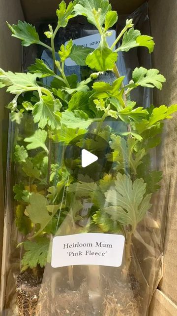 Farmer Bailey on Instagram: "#Unboxing of beautiful Heirloom Chrysanthemum rooted cuttings, grown by @3porchfarm in North Georgia and shipped to Hilary and Dave at @moreyhillfarm in the Northeast Kingdom of Vermont. 

These babies can be propagated from cuttings on your own farm, to multiply your Mums for a glorious fall harvest.  Visit our link in bio and tap Growing Guides for lots more cultural information on Heirloom Chrysanthemums and our most popular cut flowers. 

Thanks so much for sharing this video, Hil! 💚

#FarmerBaileyPlugs #3PorchFarm #MoreyHillFarm #heirloomchrysanthemum #ByFarmersForFarmers #LocalFlowers #ASCFG #Mums #Chrysanthemums" Heirloom Chrysanthemums, North Georgia, Fall Harvest, Chrysanthemum, Cut Flowers, Vermont, Farmer, Flower Garden, Link In Bio