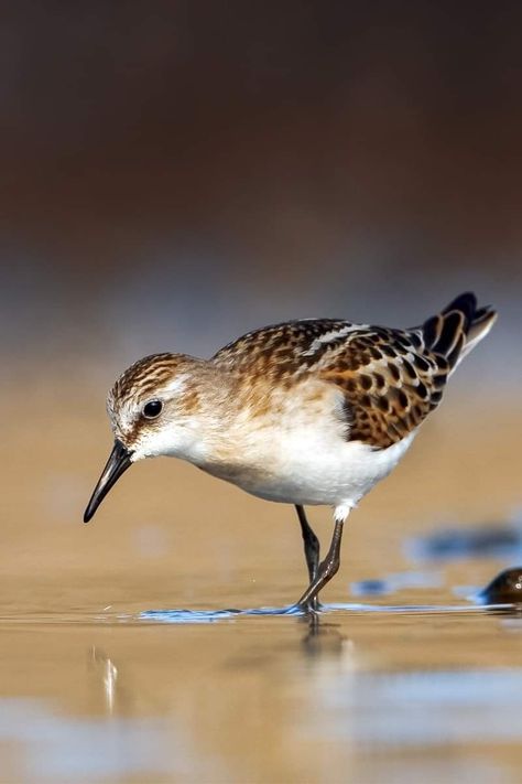 Ocean Birds Painting, Birds On The Beach, Sand Pipers On Beach, Seagull Pictures, Louisiana Pictures, Sandpipers On The Beach, Birds Reference, Shore Bird Art, Sandpiper Bird