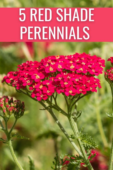 Red Perennials Part Sun, Red Perrenial Flowers, Red Perennial Flowers, Low Light Garden, Perenial Flowers, Partial Shade Perennials, Shade Flowers Perennial, Red Perennials, Flowering Shade Plants