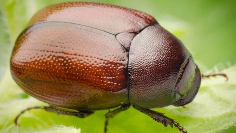 5 things you need to know about June bugs | CBC News Bug Tattoo, June Bug, Garden Solutions, Healthy Lawn, Animal Print Wallpaper, Cute Wild Animals, Weird Animals, Cute Animal Drawings, Animal Wallpaper