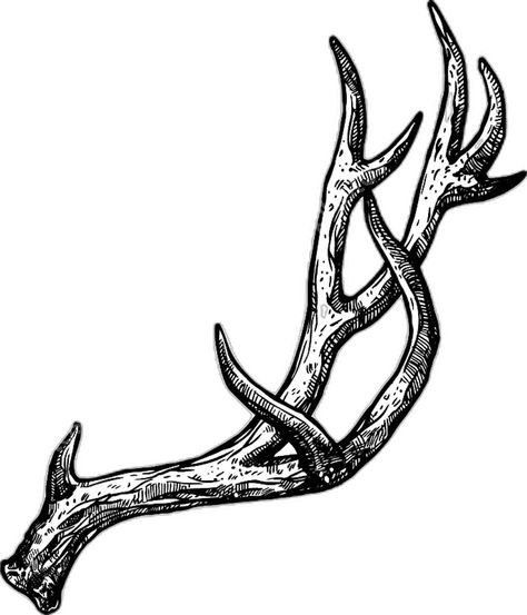 Deer Antler Tattoo, Horn Tattoo, Dear Antlers, Antler Tattoos, Antler Tattoo, Skin Drawing, Animal Skeletons, Deer Horn, American Tattoos