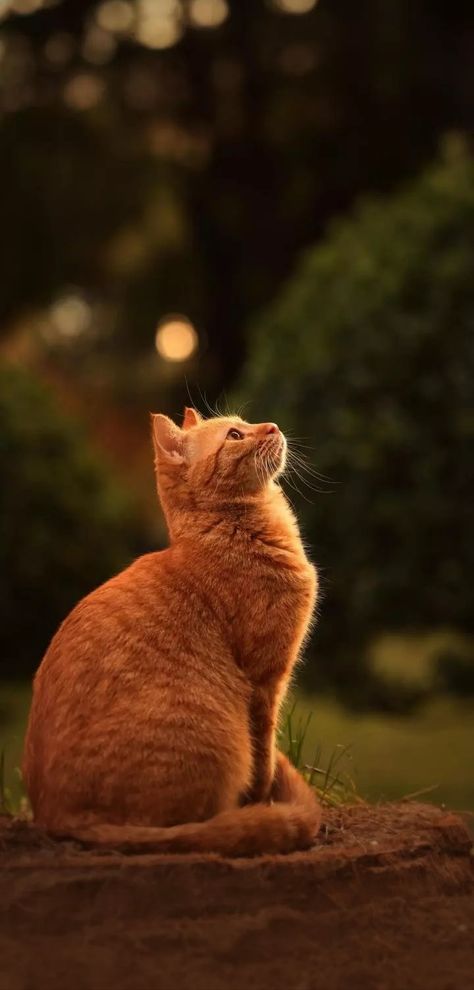 Orange Cats Aesthetic, Ginger Cat Wallpaper, Orange Cat Wallpaper, Lovely Wallpapers, Orange And White Cat, White And Black Cat, Cat Language, Orange Cats, Orange Tabby