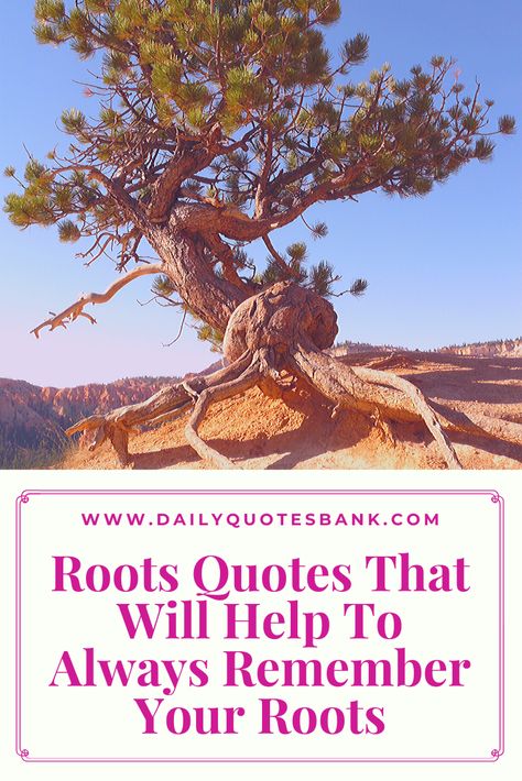 Deep Roots Quotes, Back To Roots Quotes, Tree Roots Quote, Roots Quotes Inspiration, Roots And Wings Quote, Remember Where You Came From, Tree Quotes Inspirational Short, Your Roots Quotes, Quotes About Roots