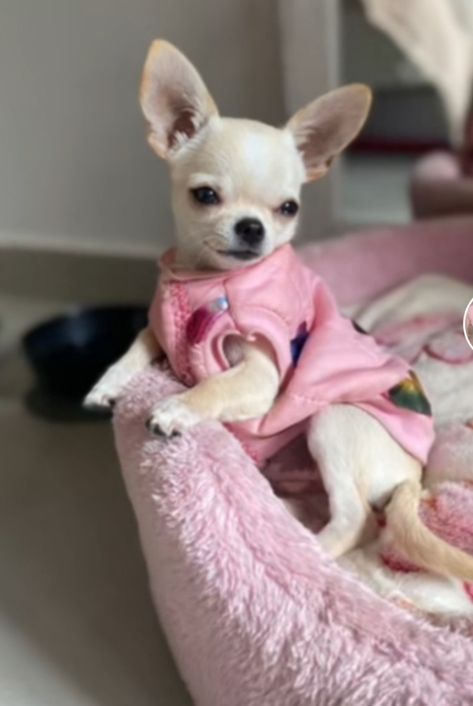 Cute Chiwawa Dogs, Chihuahua Aesthetic, Chiwawa Chihuahuas, Chiwawa Puppies, Chiwawa Dog, Chihuahua Pictures, Chihuahua Quotes, Friendly Dogs, Teacup Chihuahua Puppies