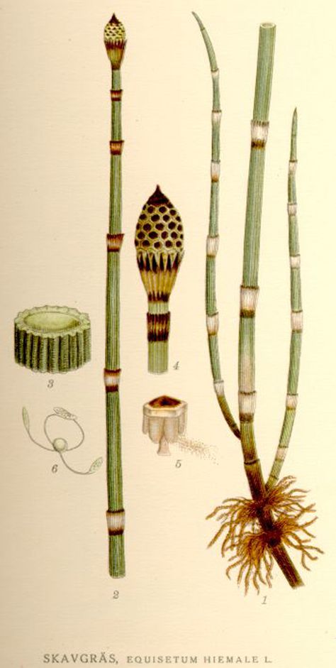 Equisetum Hyemale (Horsetail): The BEST Plant for Tooth Health + 8 More Benefits! - The Grow Network : The Grow Network Horsetail Reed, Teeth Health, Body Tissues, Scientific Illustration, Cactus Y Suculentas, Nature Illustration, Botanical Flowers, Cool Plants, Growing Plants