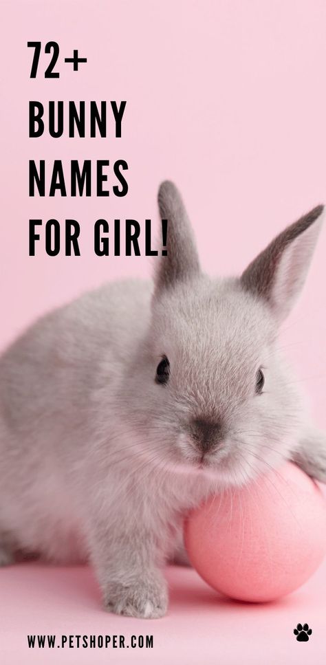 Cute Names For Rabbits, Rabbit Names Unique, Unique Bunny Names, Bunnies As Pets, Cute Bunny Names List, Cute Pet Names Animals, Names For Bunnies, Rabbit Names Ideas, Cute Female Names