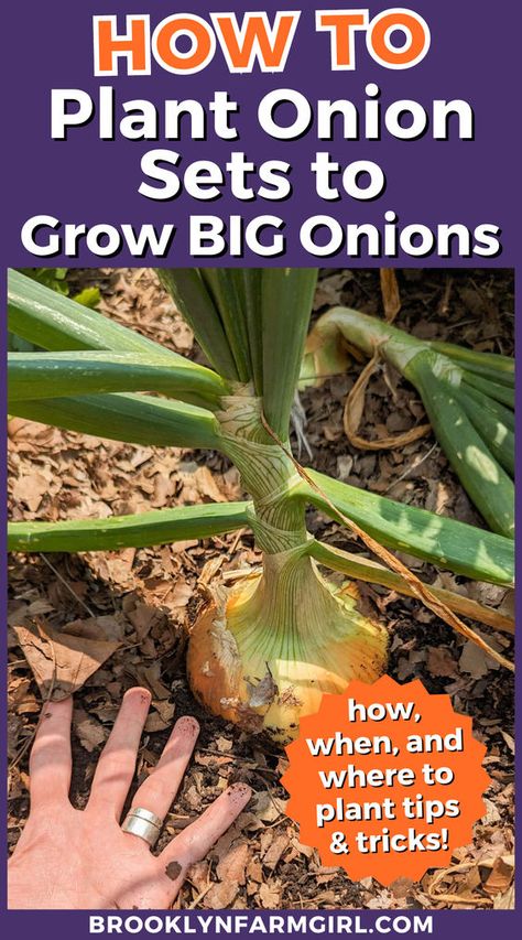 I’m going to show you how we plant onion sets and how we dig up big onions when they’re ready to be harvested! Growing onions over winter is a great way to keep gardening all year long. Onion sets are planted in the Fall and then harvested in the late spring. Depending on personal preference onions can be grown from seed, transplants or sets. Find out why we prefer onion sets and the benefits of growing onions this way in your vegetable garden. Planting Onion Sets, Onion Seeds, Growing Onions, Planting Onions, Onion Juice, Bountiful Harvest, Garden Girls, Growing Seeds, Fall Plants