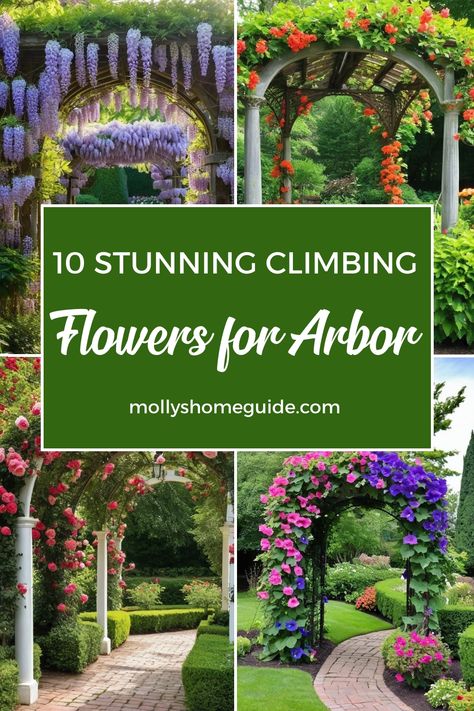 Discover the best climbing flowers and plants to enhance your garden features like arbors, arches, and pergolas! Whether you're looking for colorful climbing perennials or fast-growing vines to cover trellises, we've got you covered. Explore elegant options like climbing roses or vibrant climbers that will add a touch of elegance to your outdoor space. Elevate your garden design with these beautiful blooms that will create a stunning display and thrive in various climates. Side Yard Arbor Ideas, Climbing Perennials, Climbing Flowering Vines, Arched Trellis, Roses Climbing, Climbing Clematis, Fast Growing Vines, Climbing Plant Support, Climbing Flowers