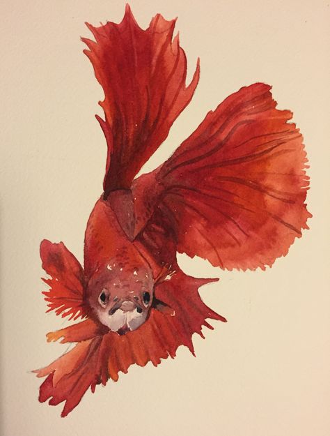 watercolor betta fish 2015. Prints are available upon request! $15-20 depending on shipping cost Betta Fish Painting Watercolors, Beta Fish Watercolor Paintings, Watercolor Betta Fish, Betta Fish Watercolor, Watercolor Beta Fish, Fighter Fish Drawing, Fighter Fish Tattoo, Betta Fish Aesthetic, Betta Painting