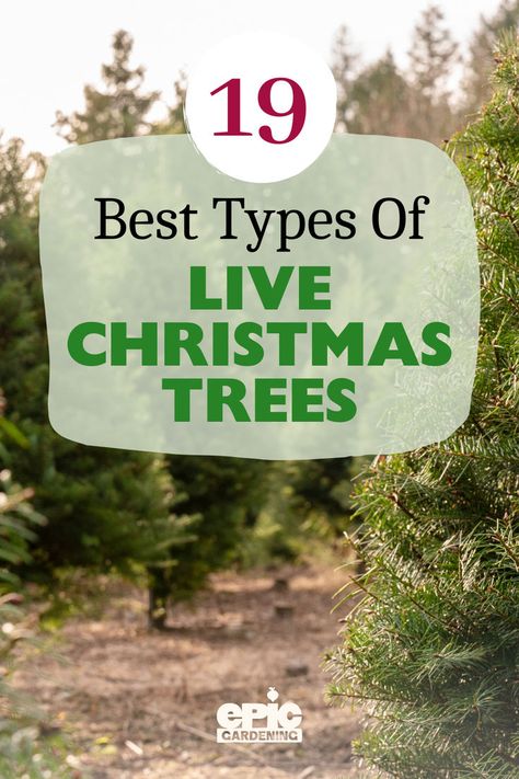 Considering a live Christmas tree this year but unsure which one to choose? We've rounded up 19 of the best live Christmas tree types that make stunning holiday centerpieces. Whether you're looking for live Christmas trees in pots or tips for indoor live Christmas tree care, this guide has you covered. Discover your perfect tree and make your holiday magical! Explore now! Christmas Trees In Pots, Christmas Tree Types, Christmas Tree Varieties, Christmas Tree Care, Potted Christmas Tree, Trees In Pots, Tree Types, Drought Tolerant Trees, Types Of Christmas Trees