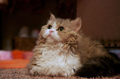 The Lambkin is considered one of the world’s rarest cat breeds, thanks to the fact that it is such a new breed. Gato Munchkin, Laperm, Rare Cat Breeds, Selkirk Rex, Rare Cats, Munchkin Cat, Rex Cat, Cat Spray, Foster Kittens