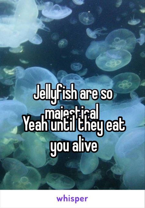 Jellyfish Core, Jellyfish Food, Real Jellyfish, Jellyfish Sting, What Have I Done, Cafe Ideas, Little Shop Of Horrors, Jelly Fish, Hashtag Relatable