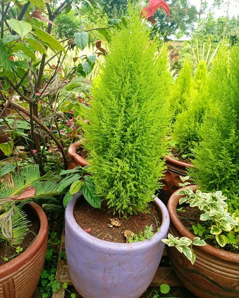 LEMON CYPRESS Add Freshness and Elegance with Lemon Cypress! Lemon Cypress trees are elegant and fragrant, perfect for enhancing the beauty of any garden. ✅ Ideal for hedges, topiary, containers, and adding a delightful lemon scent to your space. ✅ Known for its bright yellow foliage and lemony fragrance, Lemon Cypress thrives in sunny locations with well-drained soil. ✅ Price: ksh. 500 to ksh. 1500 ✅ Call/Whatsapp: 0721577998 #flowerland #landscaping #plants #flowers #eldoret #lemoncypress... Lemon Cypress, Tropical Landscape Design, Lemon Scent, Tropical Landscape, Cypress Trees, Tropical Landscaping, Plants Flowers, Landscaping Plants, Call Whatsapp