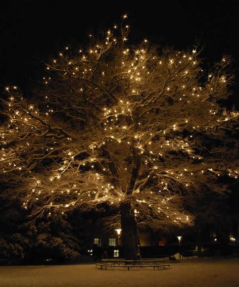 CHRISTMAS, SNOW, LIGHTS, TREE, NIGHT, PARK CHRISTMAS TREE, WINTER Outdoor Wedding Lighting, Lights At Night, String Lights Wedding, God Jul, Rope Light, Big Tree, Lighting Guide, Christmas Past, Believe In Magic