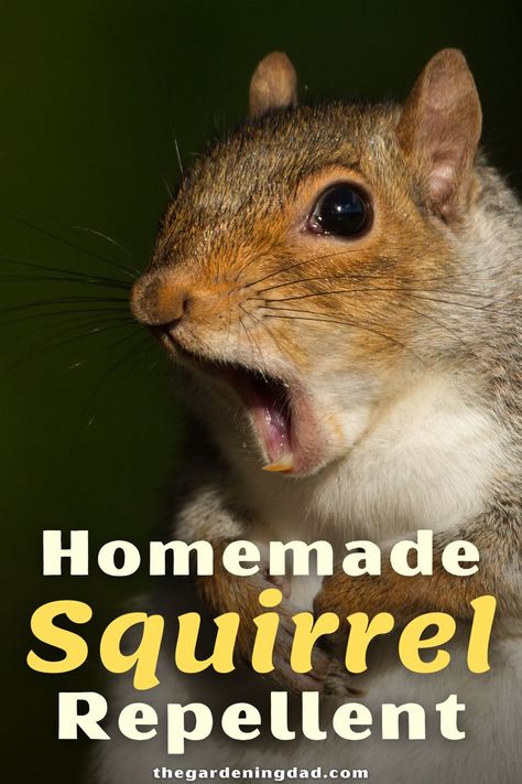 Squirrel Deterrent, Squirrel Proof Garden, Squirrel Repellant, Squirrel Repellent, Get Rid Of Squirrels, Repellent Diy, Geranium Care, Squirrel Proof Bird Feeders, Landscape Design Ideas