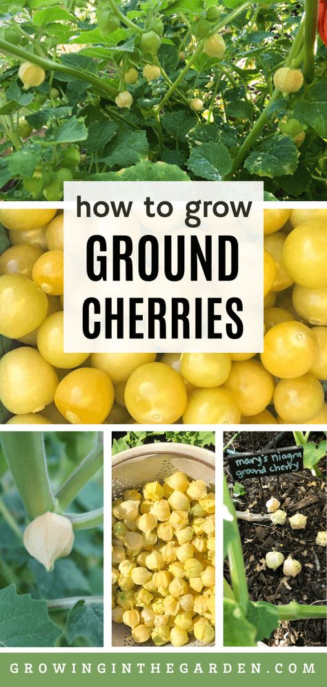 Gooseberry Plant How To Grow, Ground Cherries Plant, Easiest Fruit To Grow, Ground Cherry Plant, Ground Cherries, Ground Cherry, Cherry Seeds, Cherry Plant, Cape Gooseberry