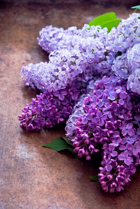 White Lilacs, Lilac Cottage, Lilac Bushes, Good Day Sunshine, Yennefer Of Vengerberg, Lilac Lavender, Lilac Flowers, Favorite Flower, All Things Purple