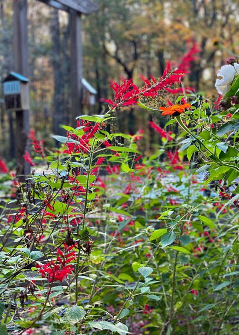 Grow Pineapple Sage in Your Garden | A Cook And Her Books Pineapple Sage Plant, Grow Pineapple, Sage Benefits, Growing Pineapple, Pineapple Sage, Garden Tags, Southern Garden, Sun Garden, Master Gardener