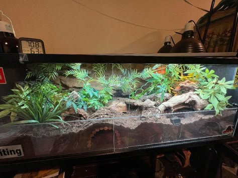 Garter Snake Terrarium, Aesthetic Snake Terrarium, Goth Snake Enclosure, Naturalistic Reptile Enclosure, Curly Hair Tarantula Enclosure, Bio Active Leopard Gecko Tank, Kenyan Sand Boa Enclosure, Bioactive Leopard Gecko Tank, Blue Tongue Skink Enclosure