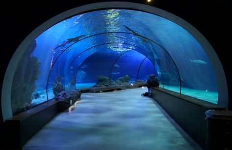 https://flic.kr/p/npysx8 | Aquarium tunnel | Walking thru the fishes Rotterdam Zoo Netherlands 2014 Aquarium Tunnel, Denver Aquarium, Newport Aquarium, Road Trip Across America, Moody Gardens, Newport Oregon, Oregon Vacation, Galveston Texas, Oregon Trail