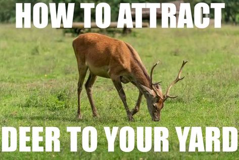 https://yardwiki.com/how-to-attract-deer-to-your-yard/ Deer Attractant, Deer Feeders, Salt Lick, Deer Species, Deer Family, New Neighbors, Bird Garden, Say Hi, Animals Wild