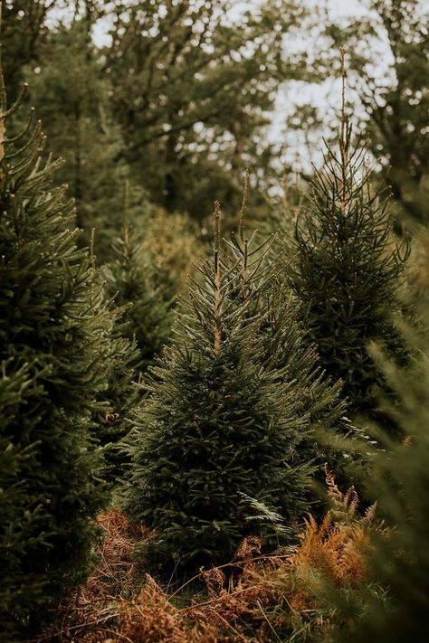 Closeup of Christmas tree, green pine fir leaves | free image by rawpixel.com / Felix Autumn Christmas Tree, Tree Farm Mini Session, Christmas Tree Green, Christmas Forest, Fresh Christmas Trees, Fir Tree, White Pine, Green Christmas Tree, Photo Tree