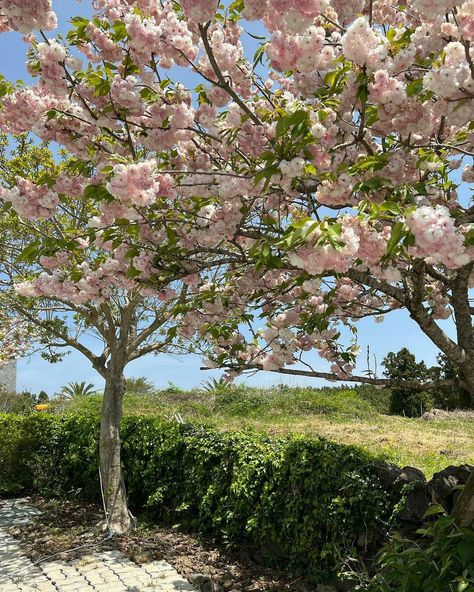 Uk Spring Aesthetic, Beatopia Aesthetic, Coran Islam, Ocean Sky, Cottage Core Aesthetic, Pretty Landscapes, Aesthetic Japan, Spring Aesthetic, Spring Is Coming