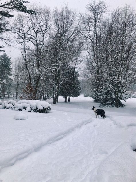 Dog, Border Collie, Snow, Michigan Snowy Days Aesthetic, Snowy Day Aesthetic, Cozy Snow Day, Lirika Matoshi, Christmas Dreaming, Snowy Weather, Father Time, Snow Days, Plain Jane