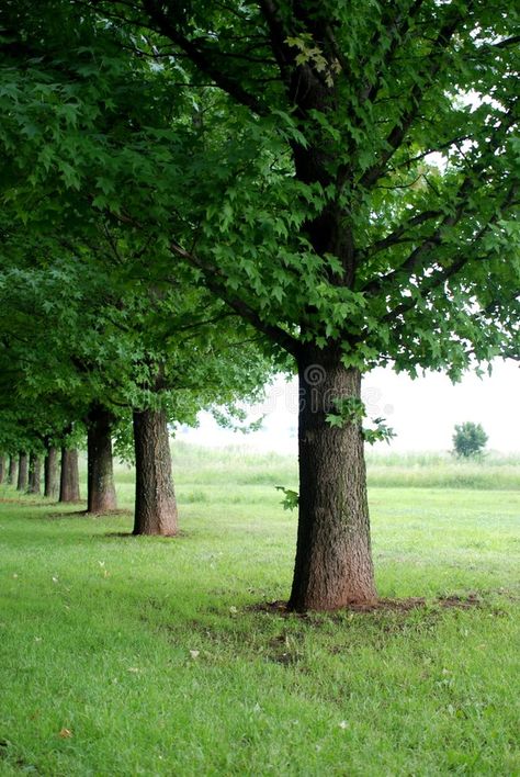 Rows Of Trees, Olympic Equestrian, Future Garden, Country Lane, Old Tree, Oak Trees, All About Plants, Oak Tree, White Horse