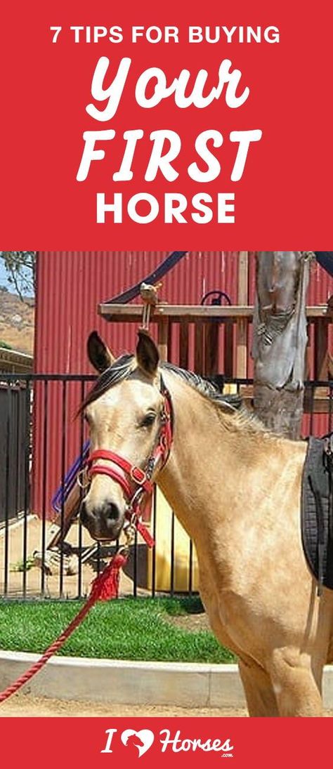 Are you ready to buy your first horse? Buying a horse is incredibly exciting, but it can sometimes be a long and frustrating process, too. We have seven tips to help you out when you buy your first horse. Click through to make sure your experience is as positive as possible. #horses #firsthorse #newhorse #horseowner #horseforsale #buyingahorse #horses #horsetips Buying A Horse Tips, Exam Images, Buying A Horse, Horse Travel, Bedroom Board, Horse Ownership, First Horse, Buy A Horse, Horse Care Tips