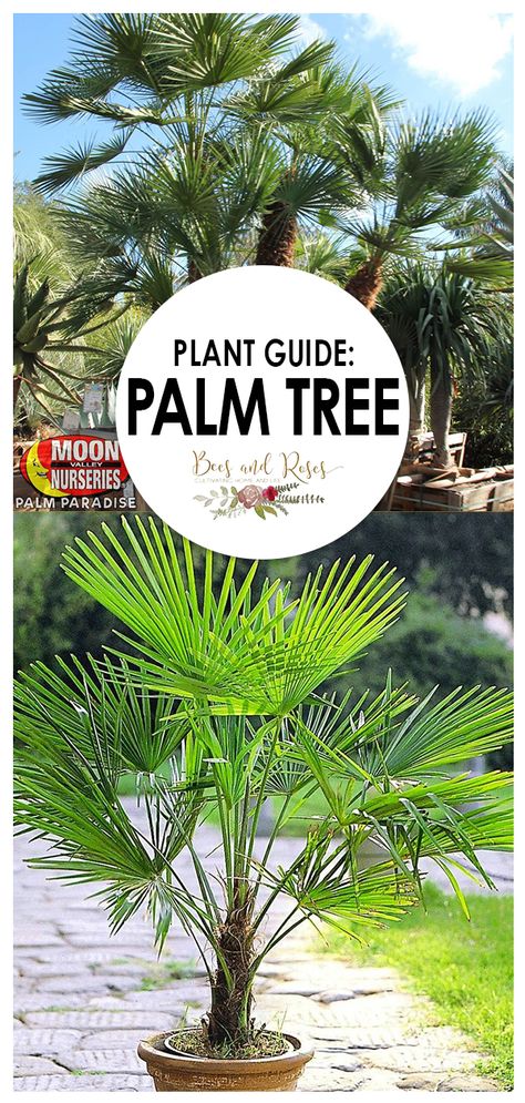 Palm Tree Care, Palm Tree Types, Palm Trees Garden, Florida Palm Trees, Palm Trees Landscaping, Palm Tree Plant, Tree Palm, River Rock Landscaping, Tree Growing