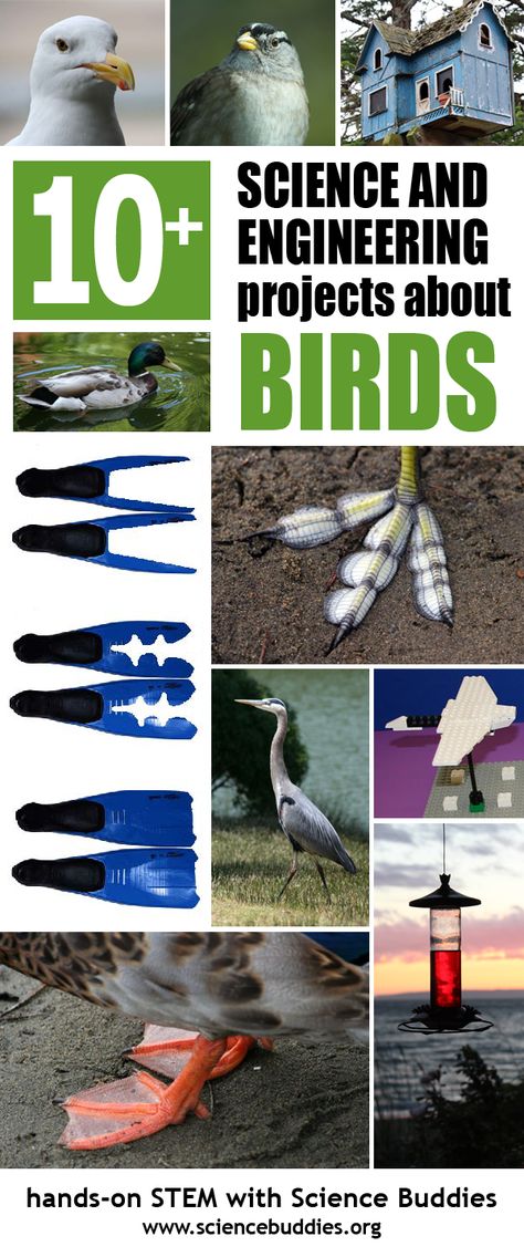 Backyard Bird Science / Student STEM Projects about Birds Bird Science, Bird Activities, Bird Study, Projects Science, Flying Creatures, Animal Adaptations, Citizen Science, Animal Science, Environmental Education