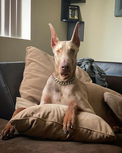 Albino Doberman Pinscher, Albino Doberman, Old Money Dog, Fawn Doberman, Doberman Colors, Brown Doberman, Cute Hairless Cat, Doberman Love, Doberman Pinscher Dog