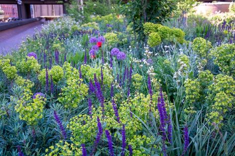 Matrix Planting, Sheffield University, Future Nature, Feed Your Mind, Time To Study, University Of Sheffield, Planting Design, Planting Plan, Magnum Opus