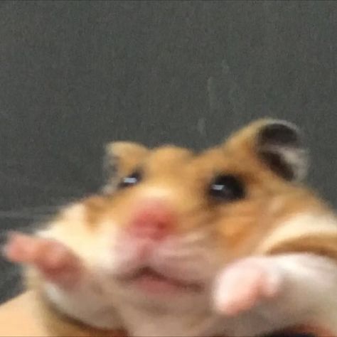 A Hamster, Books