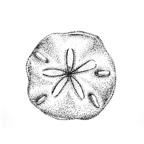 Sand dollars are mermaid coins. 🧜‍♀️🐚🧜‍♀️🐚🧜‍♀️ . I love stippling! Contact me for a hand drawn illustration. JensCreativeDesigns.com . . .… Vacation Tattoos, Sand Dollar Tattoo, Ocean Theme Tattoos, Dollar Tattoo, Ocean Sleeve, Beachy Tattoos, Teeth Drawing, Seashell Tattoos, Shell Tattoos