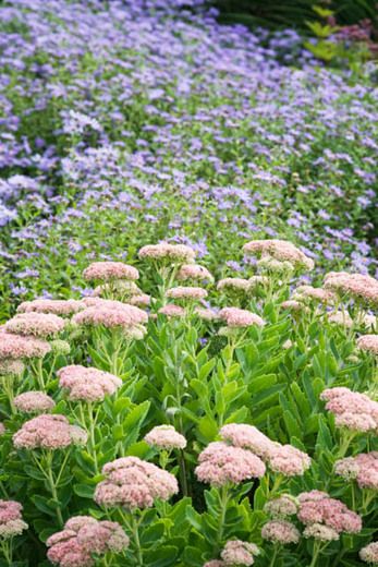 Flowerbeds Ideas, Autumn Joy Sedum, Sedum Autumn Joy, Fall Borders, Plant Combos, Sedum Plant, Prairie Planting, Border Ideas, Front Landscaping