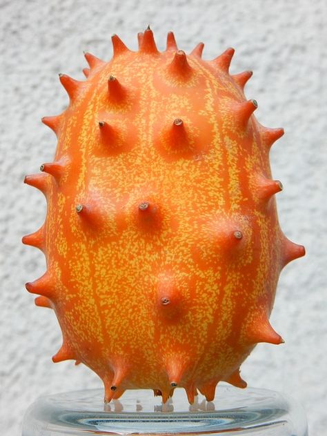 Kiwano Melon: Grow African Horned Melon and Eat the Fruit Kiwano Fruit, Seed Packaging, Fruits Images, Tropical Fruits, Recipes From Heaven, Food Source, African Food, Fruit And Veg, Annual Plants