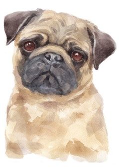 Premium Photo | Water colour painting of pug Pug Watercolor Paintings, Dog Watercolor Painting, Photo Water, Water Pictures, Inspiration Painting, Colour Painting, Landscape Art Painting, Watercolor Dog, Easy Watercolor