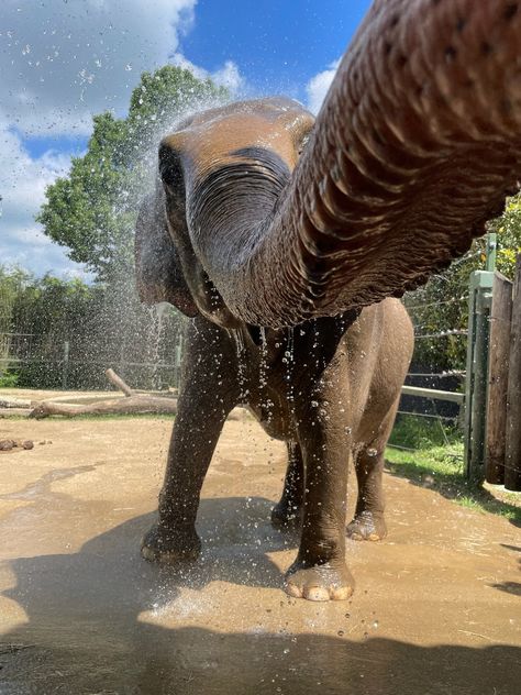 Cincinnati Zoo (@CincinnatiZoo) on X Cincinnati Zoo, Elephant Trunk, Tgif, Botanical Gardens, Cincinnati, Trunk, Muscles, Wonder, Art