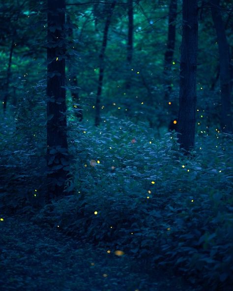 Aesthetic Fireflies, Same Energy, Night Forest, Magic Forest, Tumblr Aesthetic, Forest River, Magical Forest, Dark Forest, Nature Aesthetic