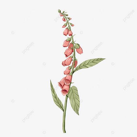 Pink Foxglove Flower, Foxglove Tattoo Black And White, Foxglove Drawing Simple, Foxglove Flower Drawing, Foxglove Sketch, Foxglove Drawing, Foxglove Tattoo, Wildflower Fabric, Pink Foxglove