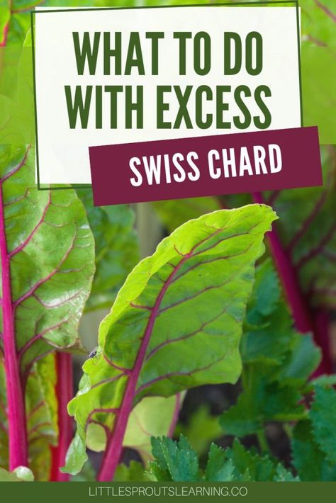 Cooking Swiss Chard, Growing Swiss Chard, Dehydrating Food Storage, Swiss Chard Recipes, Monte Cristo Sandwich, Chard Recipes, Veggie Stock, Fermented Vegetables, Valentines Day Dinner