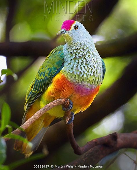 Diving Australia, Fruit Dove, Nature Picture, Rose Crown, Animal Guides, Best Nature, Dove Bird, New South Wales Australia, Bird Quilt