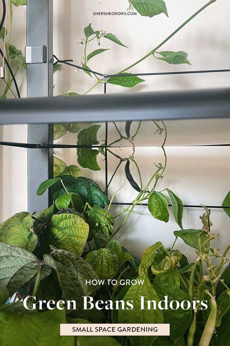 green beans are one of the easiest vegetables to grow - so why not grow them indoors in a hydroponic garden? aerogarden's smart gardens can easily grow bush beans. here's a grow guide to starting beans from seed, growing beans indoors and harvesting snap beans. #bushbeans #aerogarden #indoorgarden #gardeningindoors #beans #hydroponics Growing Bush Beans, Grow Green Beans, Easiest Vegetables To Grow, Growing Green Beans, Growing Beans, Purple Beans, Seed Growing, Snap Beans, Hydroponic Garden