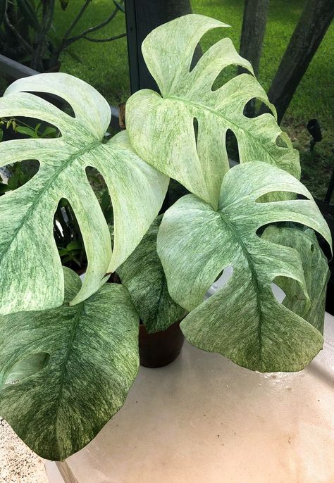 Rare Plants Houseplant, Mint Monstera, Monstera Borsigiana, White Monster, Snake Plant Care, Variegated Monstera, Monstera Albo, Plant Wishlist, Tropical Flower Plants