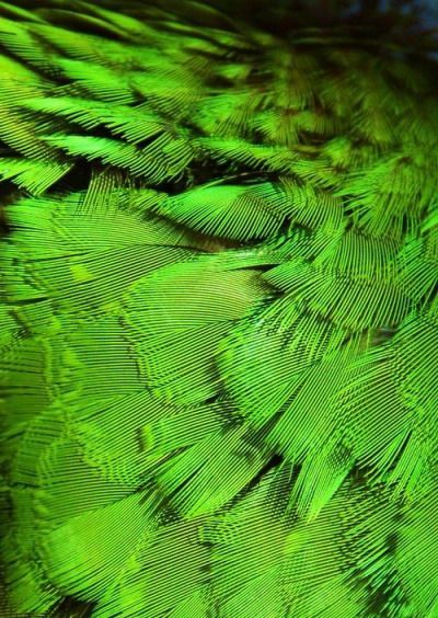 Green Feathers Aesthetic, Macaw Feathers, Colour Aesthetic, Green Feathers, Slytherin Pride, Lucky Duck, Green Planet, Aesthetic Stuff, Simple Green