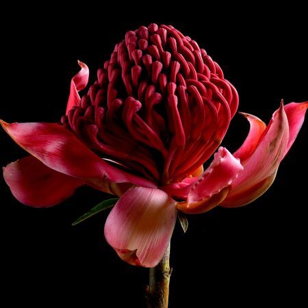 Red Waratah Ed. 1 of 25 Lotus Flower Pod, Waratah Flower, Giant Candles, Fire Lily, Scabiosa Pods, Flower Still Life, Magnolia Branch, Flannel Flower, Billy Buttons